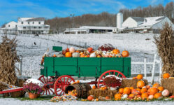 Snowy Harvest