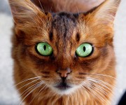 Somali Cat