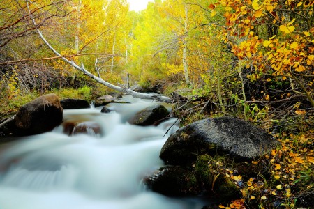 South Lake Stream Jigsaw Puzzle