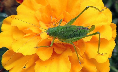 Spanish Grasshopper Jigsaw Puzzle