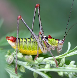 Speckled Bush Cricket Jigsaw Puzzle