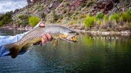 Speckled Trout