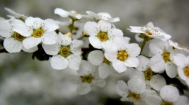 Spirea