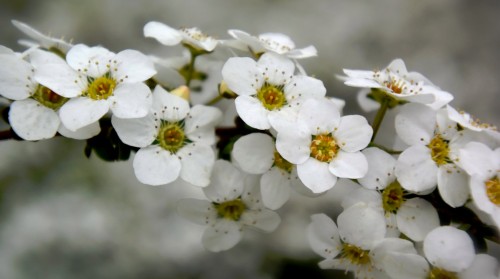 Spirea Jigsaw Puzzle