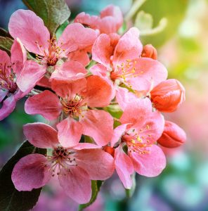 Spring Cherry Blossoms Jigsaw Puzzle