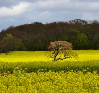 Spring Color Jigsaw Puzzle