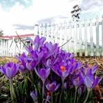 Spring Crocus