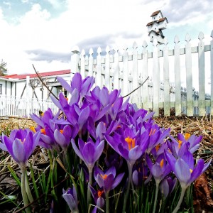 Spring Crocus Jigsaw Puzzle