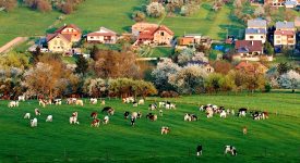 Spring Grazing