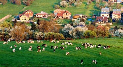 Spring Grazing Jigsaw Puzzle