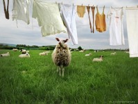 Spring Laundry