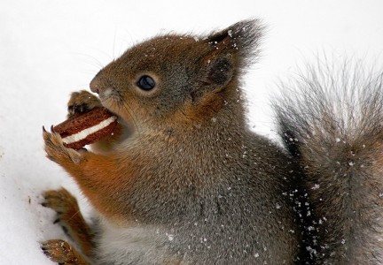 Squirrel and Cookie Jigsaw Puzzle