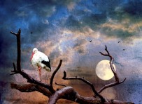 Stork and Moon