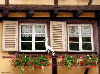 Stork in the Window