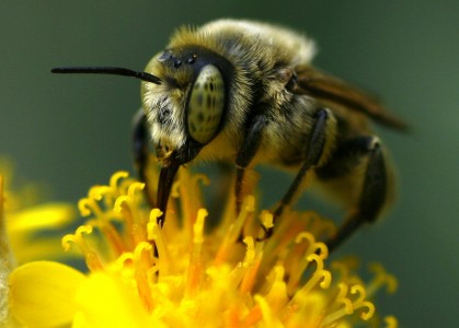 Strange Eyed Bee Jigsaw Puzzle