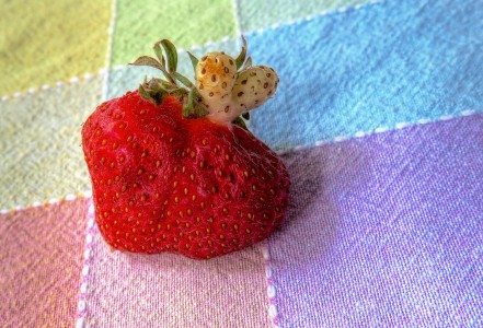 Strawberry Jigsaw Puzzle