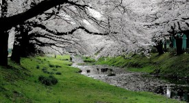 Stream Bank Blossoms