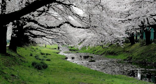 Stream Bank Blossoms Jigsaw Puzzle