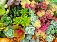 Succulent Garden