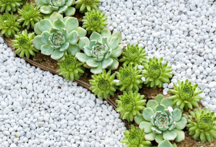 Succulents Jigsaw Puzzle