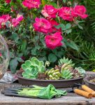 Succulents and Roses