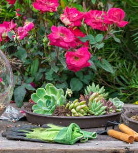 Succulents and Roses Jigsaw Puzzle