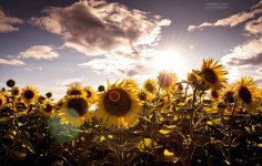 Sun and Sunflowers