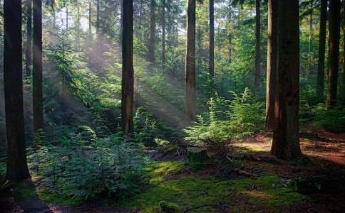 Sun Through the Pines Jigsaw Puzzle