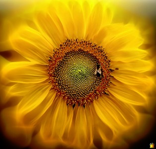 Sunflower Jigsaw Puzzle