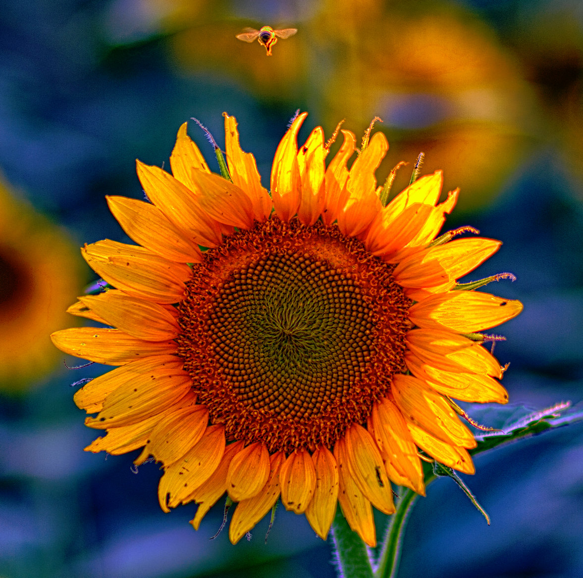 Sunflower And Bee Jigsaw Puzzle