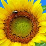 Sunflower and Bumble Bee