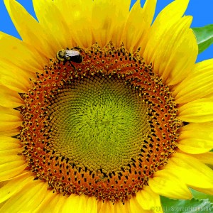 Sunflower and Bumble Bee Jigsaw Puzzle