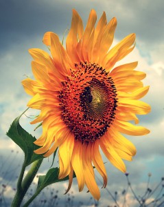 Sunflower Delight Jigsaw Puzzle