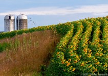 Sunflower Field