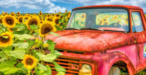 Sunflower Truck Jigsaw Puzzle