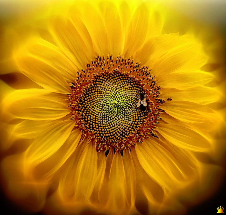 Sunflower Jigsaw Puzzle