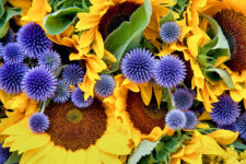 Sunflowers and Alliums