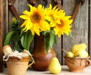 Sunflowers and Pears