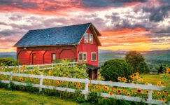 Sunflowers at Sunset Jigsaw Puzzle