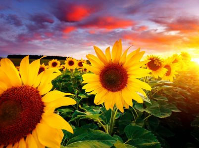 Sunset Sunflowers Jigsaw Puzzle