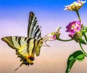 Swallowtail Pollinator