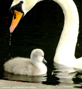 Swan and Chick Jigsaw Puzzle