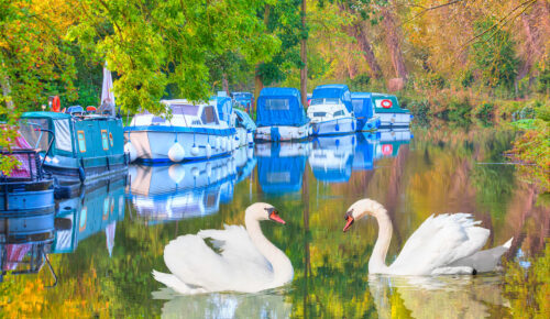 Swan Couple Jigsaw Puzzle