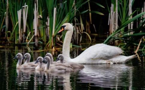 Swan Family Jigsaw Puzzle