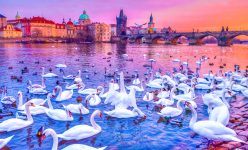 Swans on the Vltava