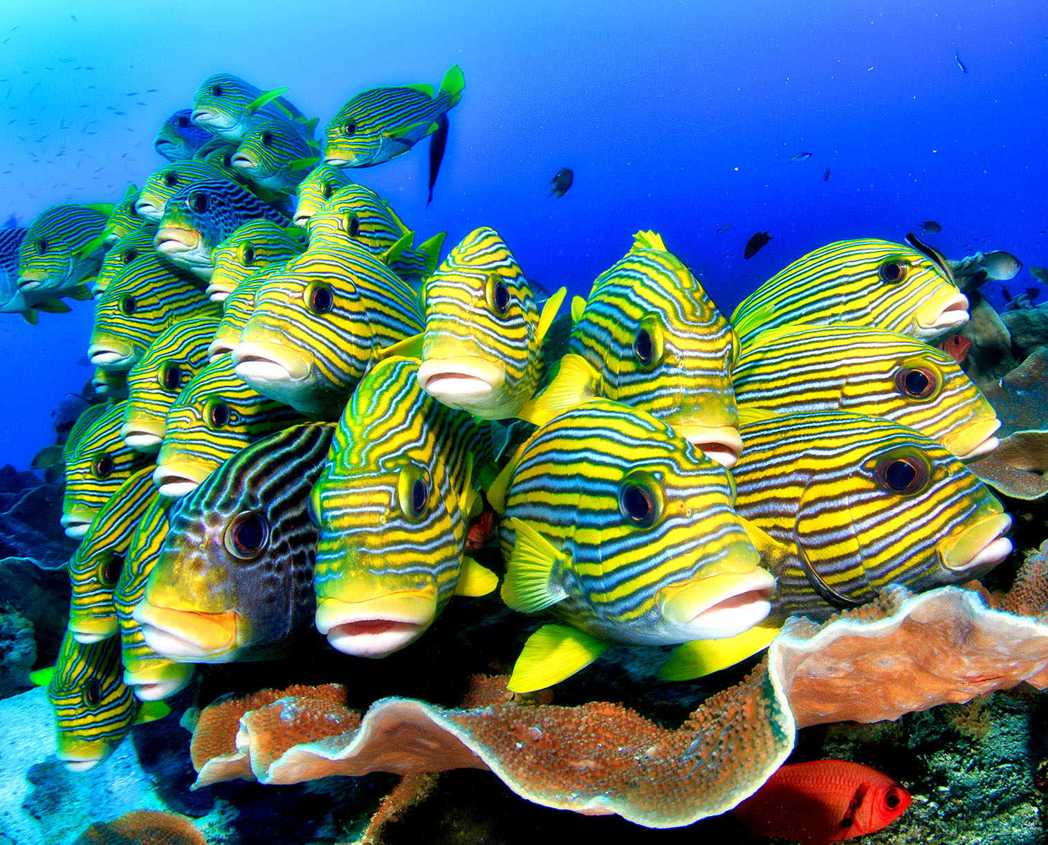 Sweetlips jigsaw puzzle