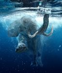 Swimming Elephant