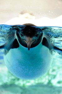 Swimming Penguin Jigsaw Puzzle