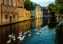 Swimming Swans