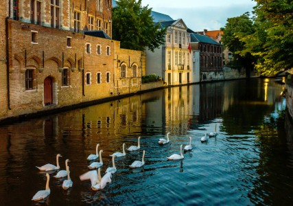 Swimming Swans Jigsaw Puzzle